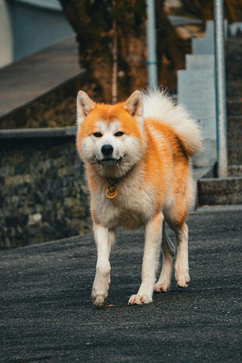 日常のお散歩代行