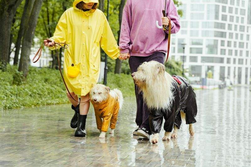 雨天時の短時間散歩サポート